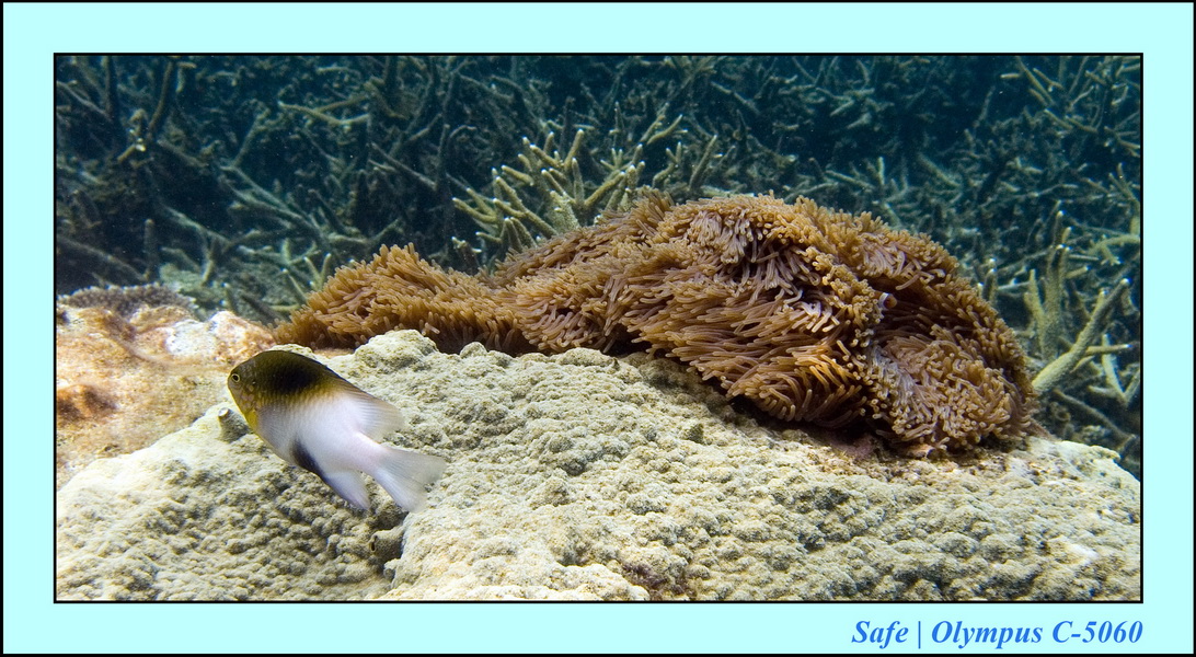 2006 - 07 - Perhentian - Plongee 38